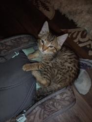 Lost Female Cat last seen 38th Street & 40th Street, Bellevue, WA 98007