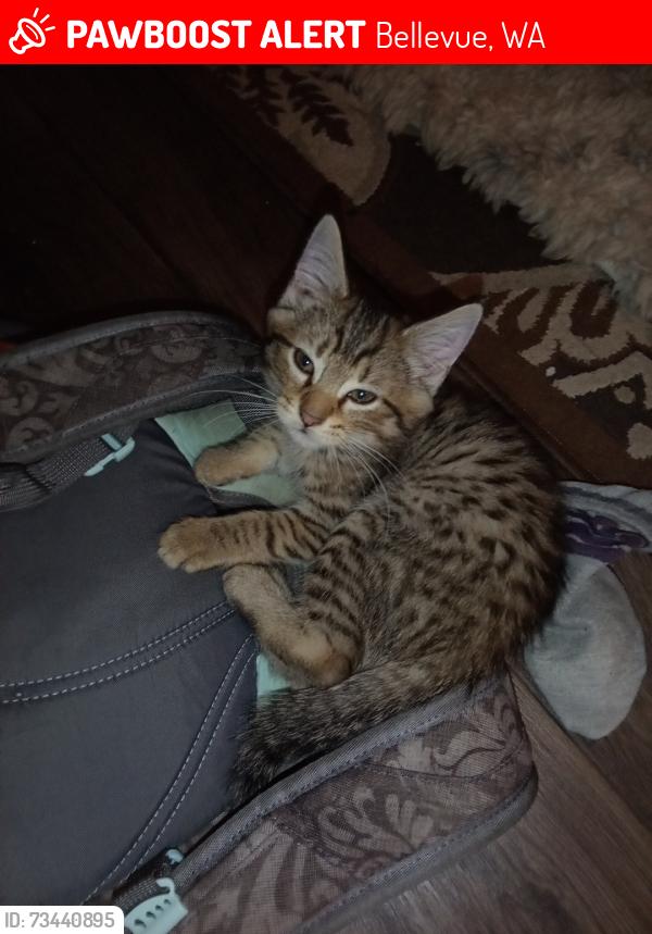 Lost Female Cat last seen 38th Street & 40th Street, Bellevue, WA 98007