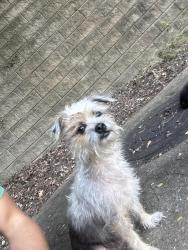 Found/Stray Female Dog last seen Near Antietam dr, Columbus, GA 31907