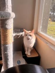 Lost Male Cat last seen E Watters, French Camp, CA 95231