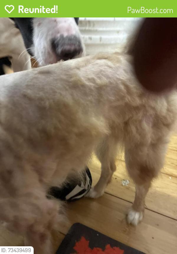 Reunited Female Dog last seen 18th st, Philadelphia, PA 19121
