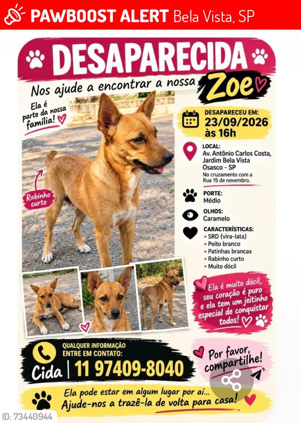 Lost Female Dog last seen Av. Antônio Carlos Costa, Bela Vista, Osasco-SP, Bela Vista, SP 