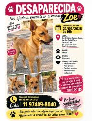 Lost Female Dog last seen Av. Antônio Carlos Costa, Bela Vista, Osasco-SP, Bela Vista, SP 