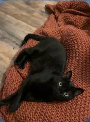 Lost Female Cat last seen Casa Bella and Al’s, Altoona, PA 16602