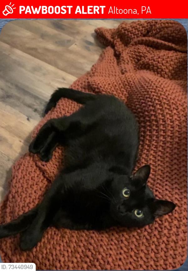 Lost Female Cat last seen Casa Bella and Al’s, Altoona, PA 16602