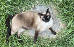 Lost Male Cat last seen W Norwood Court, San Antonio, TX 78212
