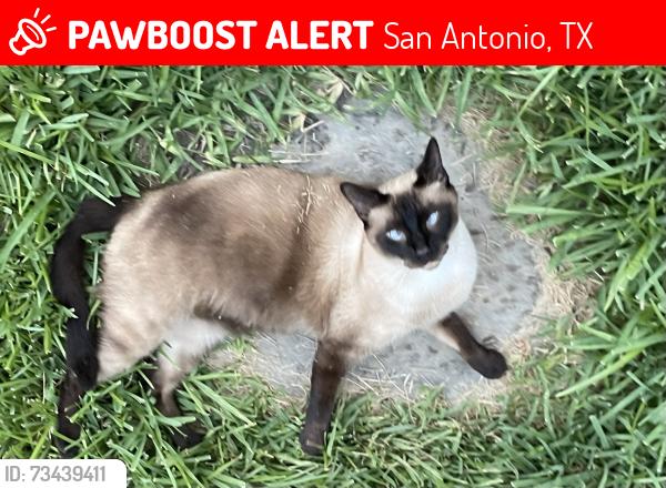 Lost Male Cat last seen W Norwood Court, San Antonio, TX 78212