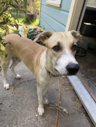 Found/Stray Male Dog last seen Irvington Park, Houston, TX 77009