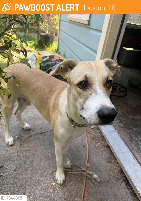 Found/Stray Male Dog last seen Irvington Park, Houston, TX 77009