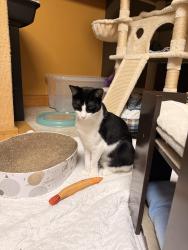 Reunited Female Cat last seen Church and Old McHenry Rd., Lake Zurich, IL 60047