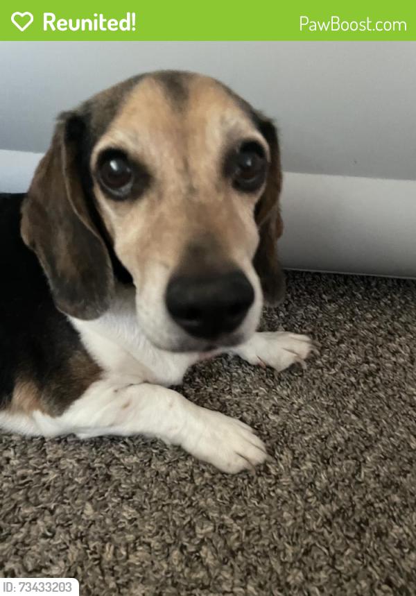 Reunited Male Dog last seen Organgeburg, Modesto, CA 95355