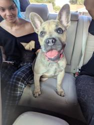 Found/Stray Female Dog last seen Oaklawan, Wichita, KS 67216