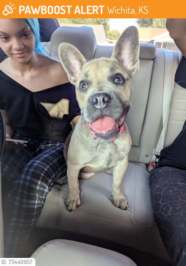 Found/Stray Female Dog last seen Oaklawan, Wichita, KS 67216