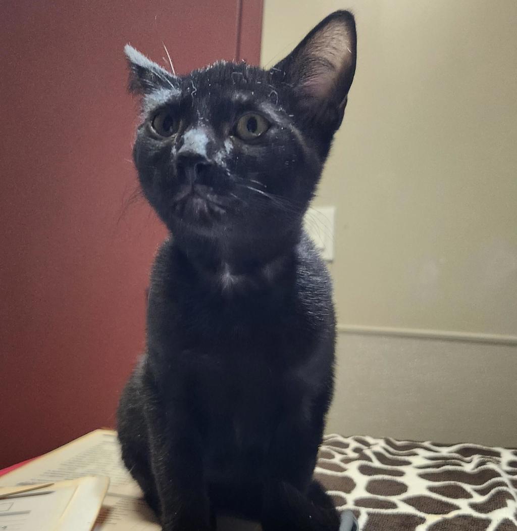 Shelter Stray Male Cat last seen Near 25th Street, OAKLAND, CA, 94612, 8323 Baldwin St, Oakland, CA 94621, USA