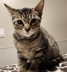 Shelter Stray Male Cat last seen Near 25th Street, OAKLAND, CA, 94612, 8323 Baldwin St, Oakland, CA 94621, USA