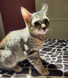 Shelter Stray Male Cat last seen Near 25th Street, OAKLAND, CA, 94612, 8323 Baldwin St, Oakland, CA 94621, USA