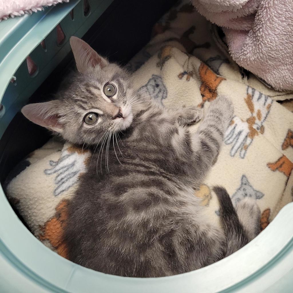 Shelter Stray Male Cat last seen Near Las Positas Rd, LIVERMORE, CA, 94551, 8323 Baldwin St, Oakland, CA 94621, USA