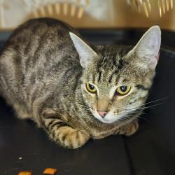 Shelter Stray Female Cat last seen Near 25th Street, OAKLAND, CA, 94612, 8323 Baldwin St, Oakland, CA 94621, USA