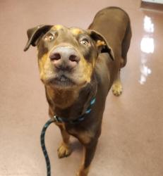 Shelter Stray Male Dog last seen Near San Leandro Bart Station, SAN LEANDRO, CA, 94577, 8323 Baldwin St, Oakland, CA 94621, USA
