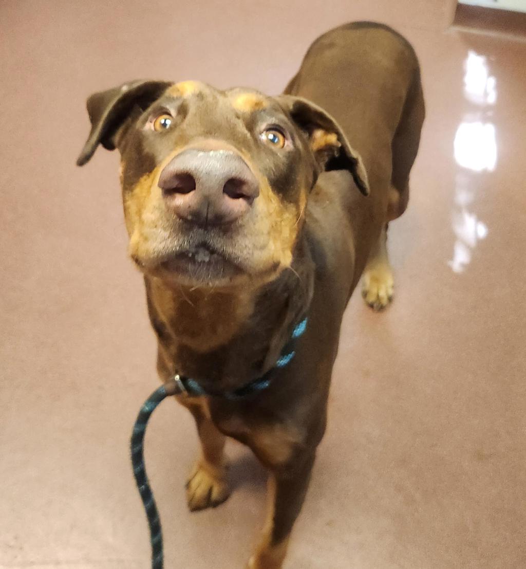 Shelter Stray Male Dog last seen Near San Leandro Bart Station, SAN LEANDRO, CA, 94577, 8323 Baldwin St, Oakland, CA 94621, USA