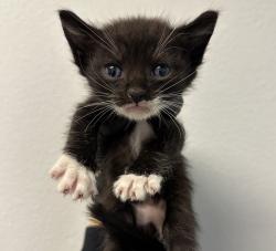 Shelter Stray Male Cat last seen Naranja Street, San Diego, CA, 92114, 5500 Gaines St, San Diego, CA 92110, USA