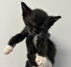 Shelter Stray Male Cat last seen Naranja Street, San Diego, CA, 92114, 5500 Gaines St, San Diego, CA 92110, USA