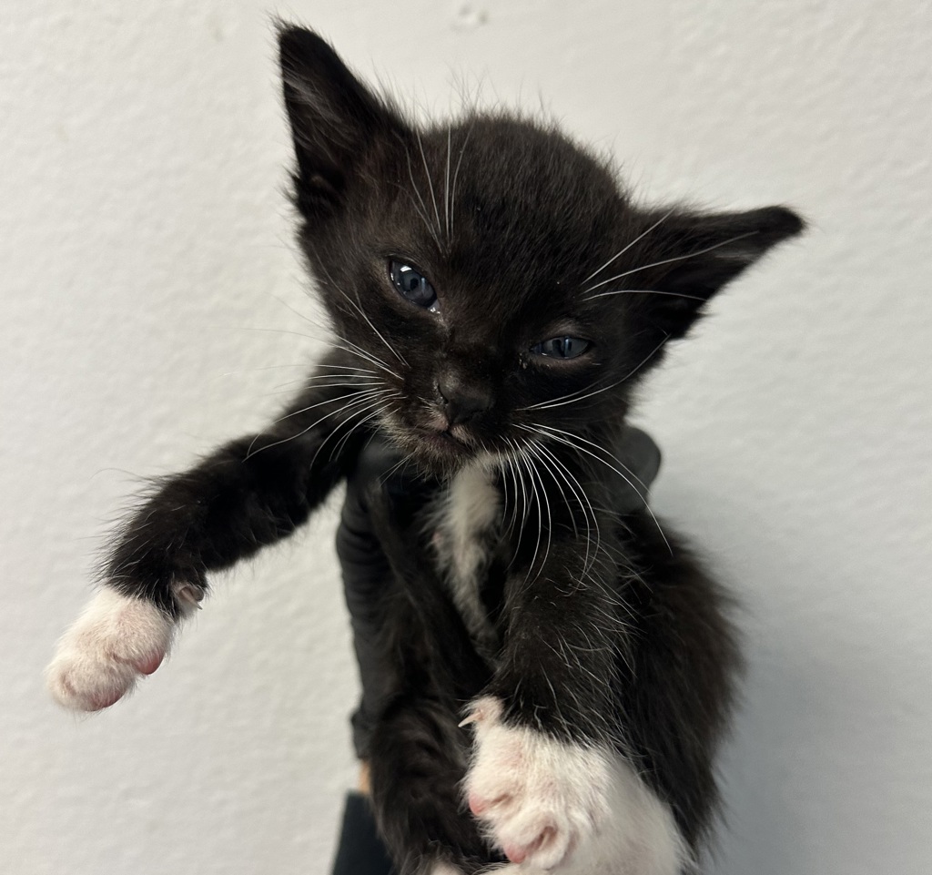 Shelter Stray Male Cat last seen Naranja Street, San Diego, CA, 92114, 5500 Gaines St, San Diego, CA 92110, USA