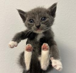 Shelter Stray Female Cat last seen Naranja Street, San Diego, CA, 92114, 5500 Gaines St, San Diego, CA 92110, USA