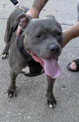 Found/Stray Male Dog last seen Shelly Ave Maumee Ohio, Maumee, OH 43537