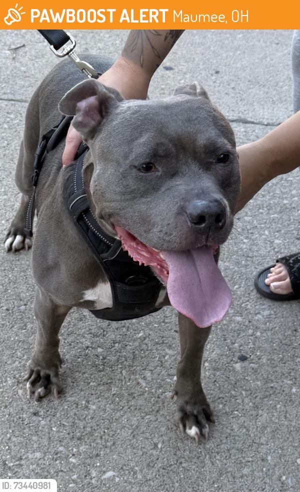 Found/Stray Male Dog last seen Shelly Ave Maumee Ohio, Maumee, OH 43537