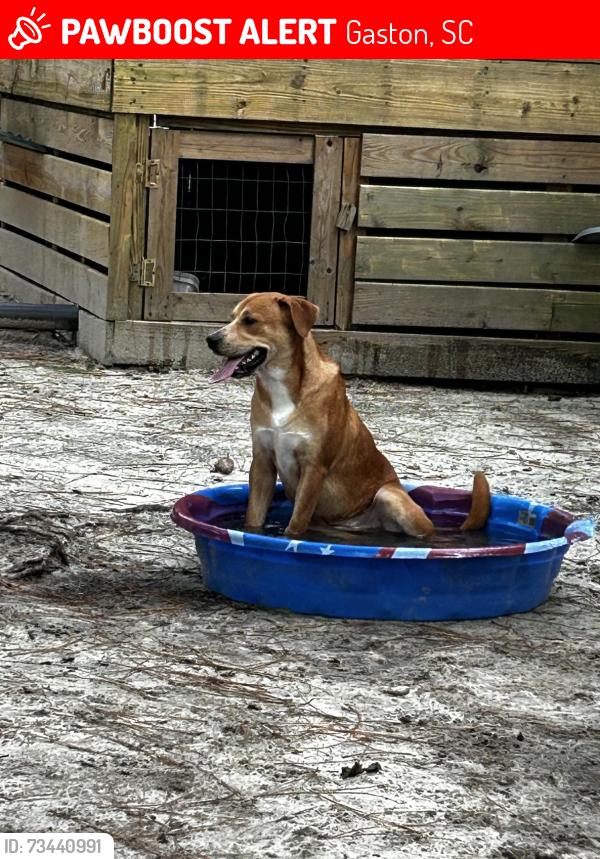 Lost Male Dog last seen bent tree circle Gaston Sc 29053, Gaston, SC 29053