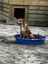 Lost Male Dog last seen bent tree circle Gaston Sc 29053, Gaston, SC 29053