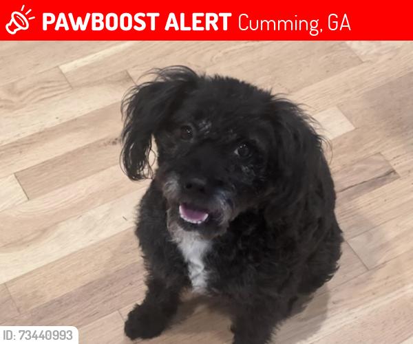 Lost Female Dog last seen Buford Dam Rd and Sweetwater Drive, Cumming, GA 30041
