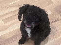 Lost Female Dog last seen Buford Dam Rd and Sweetwater Drive, Cumming, GA 30041