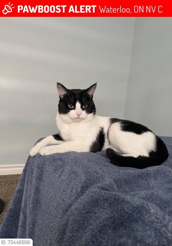 Lost Male Cat last seen Waterloo geotime trail, Waterloo, ON N2V 0C8