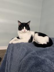 Lost Male Cat last seen Waterloo geotime trail, Waterloo, ON N2V 0C8
