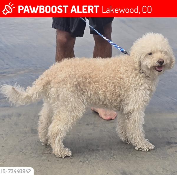 Lost Male Dog last seen Wadsworth, Lakewood, CO 80214