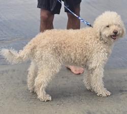 Lost Male Dog last seen Wadsworth, Lakewood, CO 80214