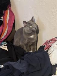 Lost Male Cat last seen 3st Thomas, Phoenix, AZ 85012