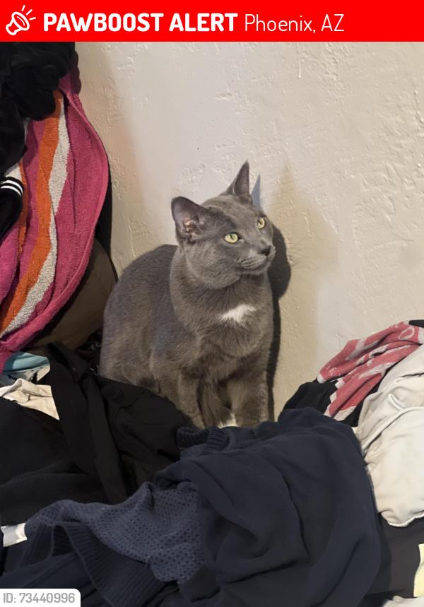 Lost Male Cat last seen 3st Thomas, Phoenix, AZ 85012