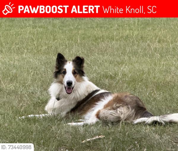 Lost Female Dog last seen McLee Road (past Blue Field subdivision), White Knoll, SC 29073