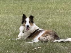 Lost Female Dog last seen McLee Road (past Blue Field subdivision), White Knoll, SC 29073