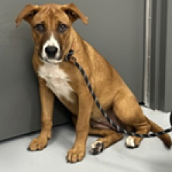 Shelter Stray Female Dog last seen , 3607 N Armenia Ave, Tampa, FL 33607, USA