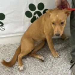 Shelter Stray Female Dog last seen , 3607 N Armenia Ave, Tampa, FL 33607, USA