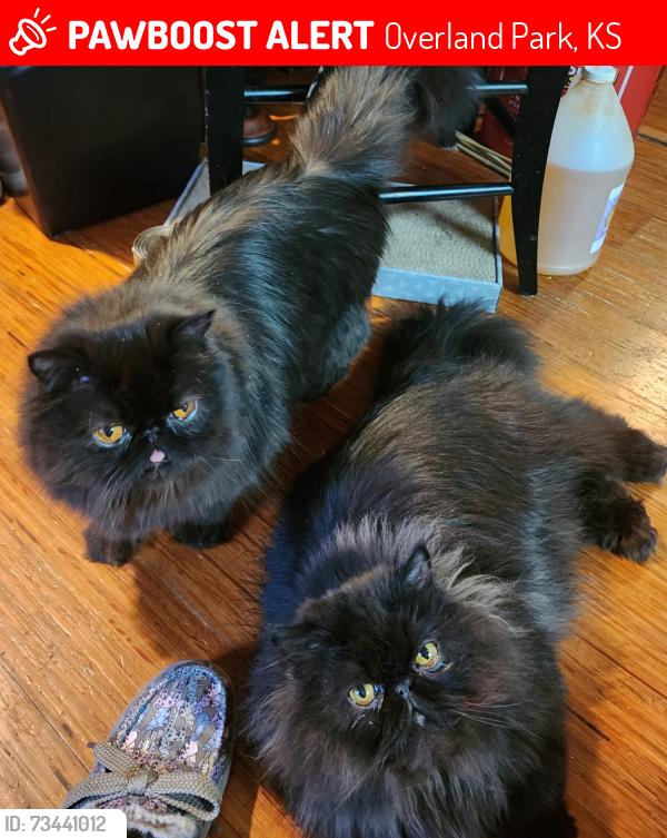 Lost Male Cat last seen chalet s 95th and outlook, Overland Park, KS 66207