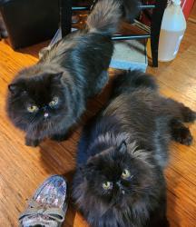 Lost Male Cat last seen chalet s 95th and outlook, Overland Park, KS 66207