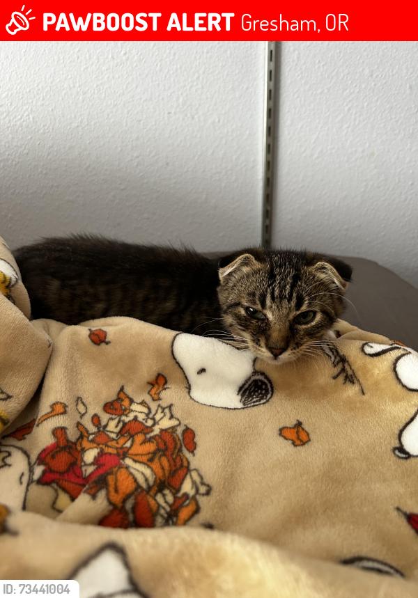 Lost Female Cat last seen Near se 15th st, Gresham, OR 97080