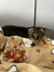 Lost Female Cat last seen Near se 15th st, Gresham, OR 97080