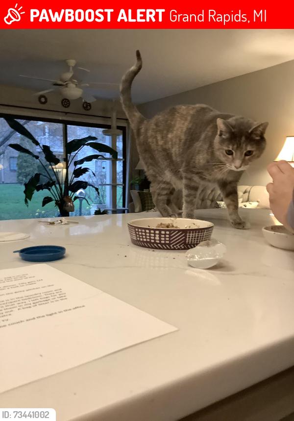 Lost Female Cat last seen Fuller and Michigan, Grand Rapids, MI 49503