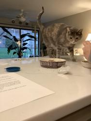 Lost Female Cat last seen Fuller and Michigan, Grand Rapids, MI 49503